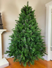 Load image into Gallery viewer, Douglas Fir Christmas Tree (Instant Shape)